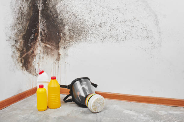 Best DIY Mold Remediation Support Services in West Unity, OH