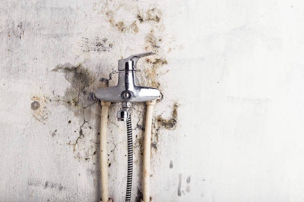 Best Basement Mold Remediation in West Unity, OH