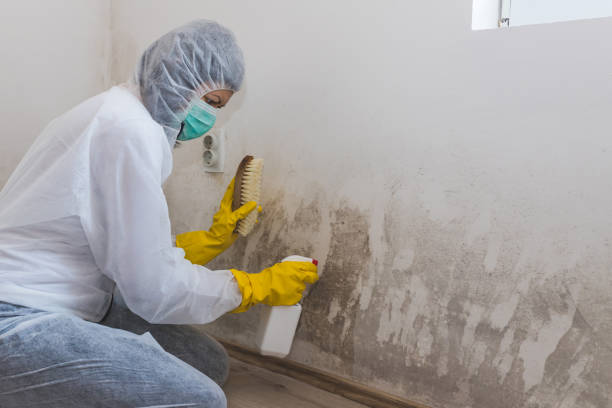 Best Bathroom Mold Remediation in West Unity, OH