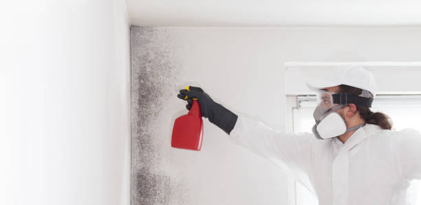 Best HVAC Mold Remediation in West Unity, OH