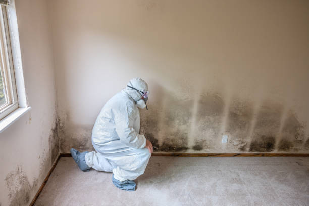 Best Black Mold Remediation in West Unity, OH