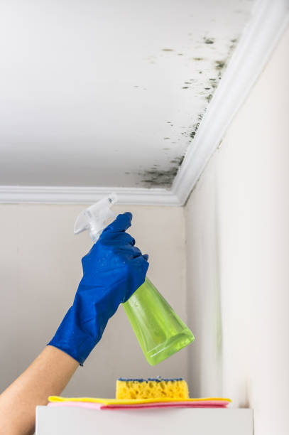 Best Residential Mold Remediation in West Unity, OH